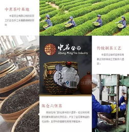 秋燥來襲，六堡茶潤燥大會青島新材料啟動